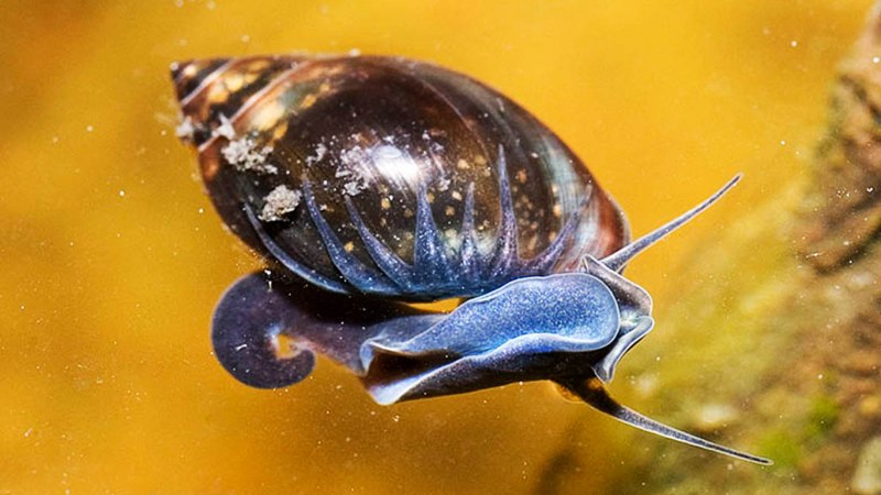 Физа пузырчатая Physa fontinalis