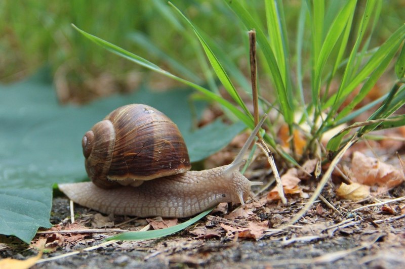 Пресноводные брюхоногие моллюски
