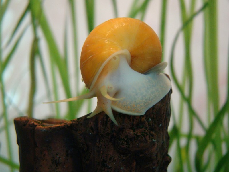 Улитка аквариумная ампулярия