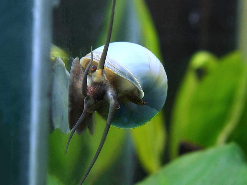 Водные улитки в аквариуме