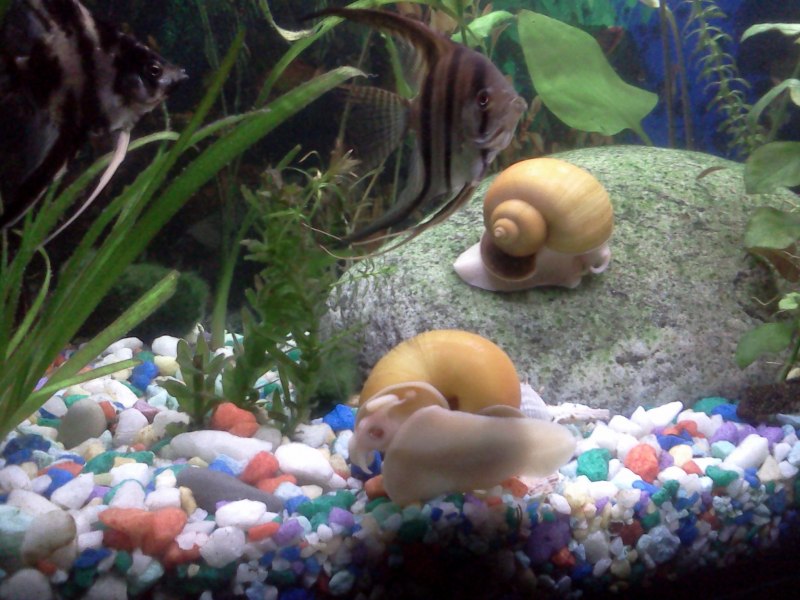 Яблочная улитка аквариум