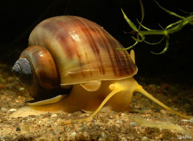 Улитка ампулярия