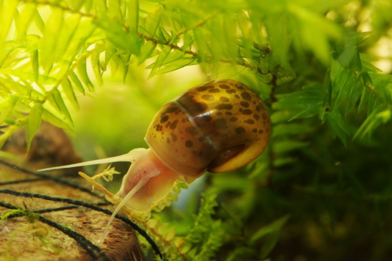 Катушка улитка аквариумная