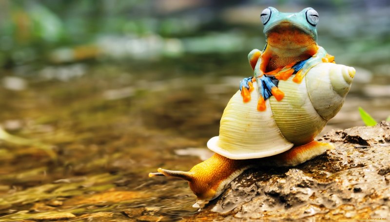 Милые улитки