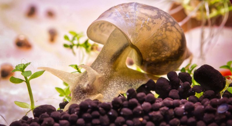 Водяные улитки в аквариуме