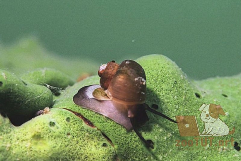 Моллюски Байкала