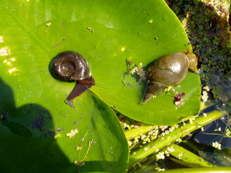 Прудовик черноногий