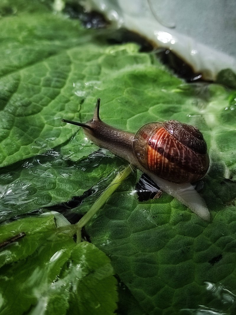 СЛИЗНЯК прудовик