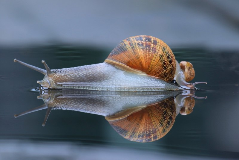 Красивые улитки