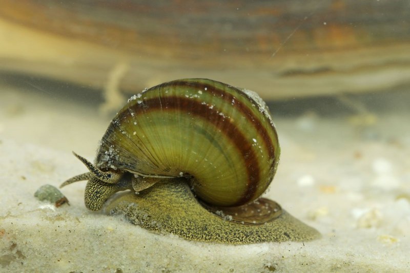 Лужанка улитка