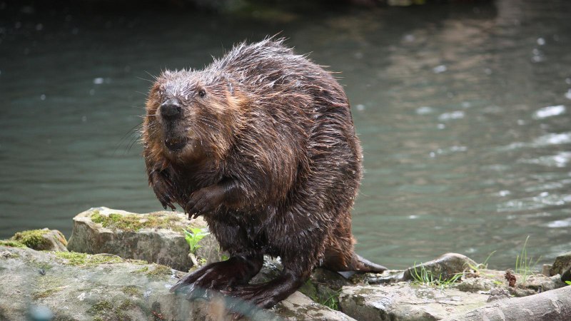 Лесные животные Бобр