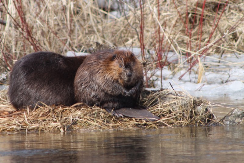 Бобер длиннохвостый