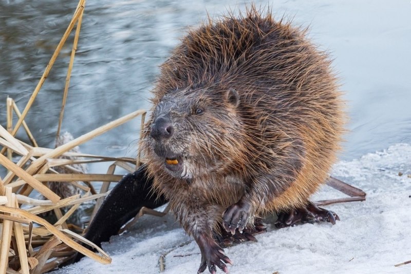 Смешные бобры рисунок