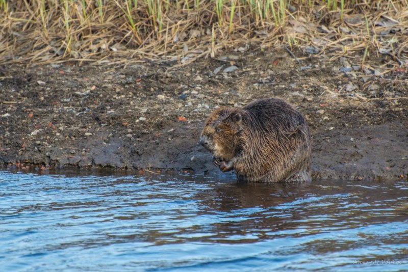 Бобр Речной обыкновенный