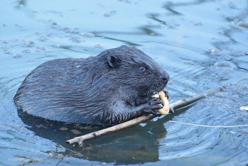 Водяная крыса ондатра