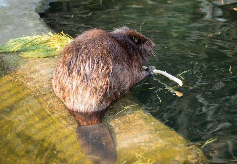 Березинский заповедник бобры