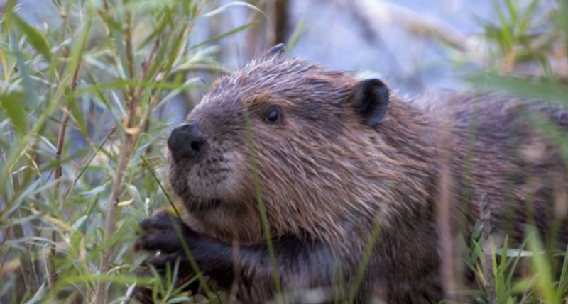 Бобры зимуют