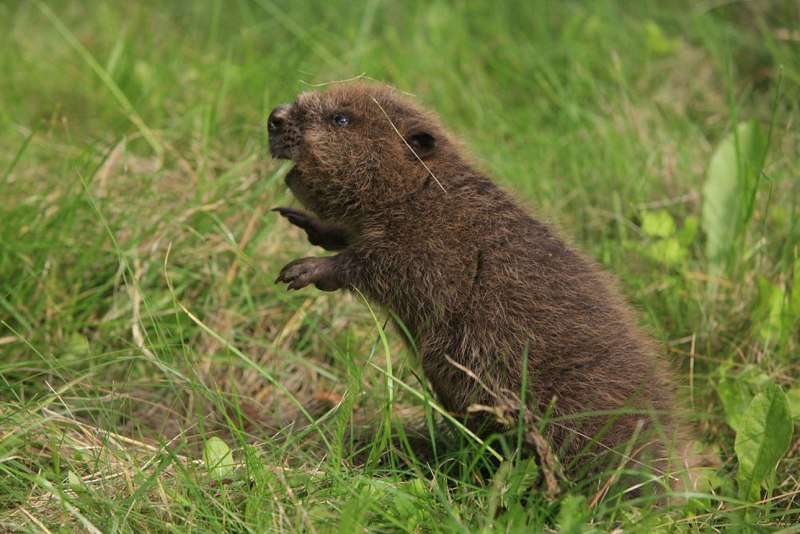 Бобр Лесной