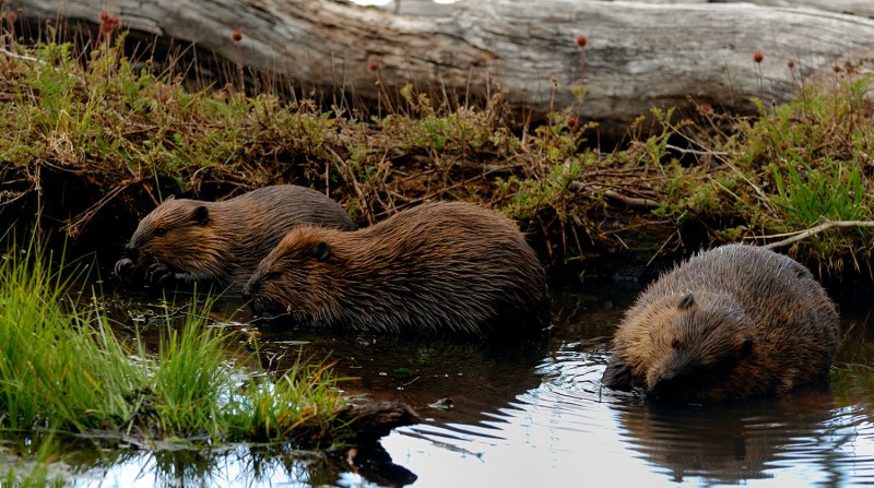 Речной Бобр (Западносибирский подвид)