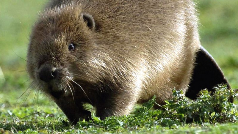 Бобр ест капусту