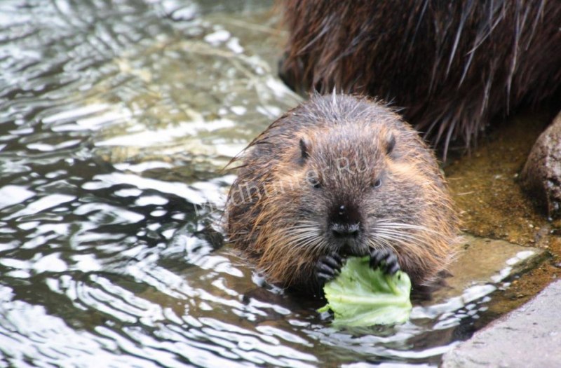 Азиатский Речной Бобр