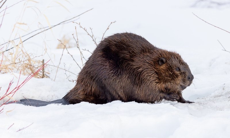 Бобр картина