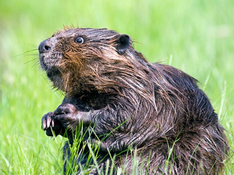 Спящие бобры
