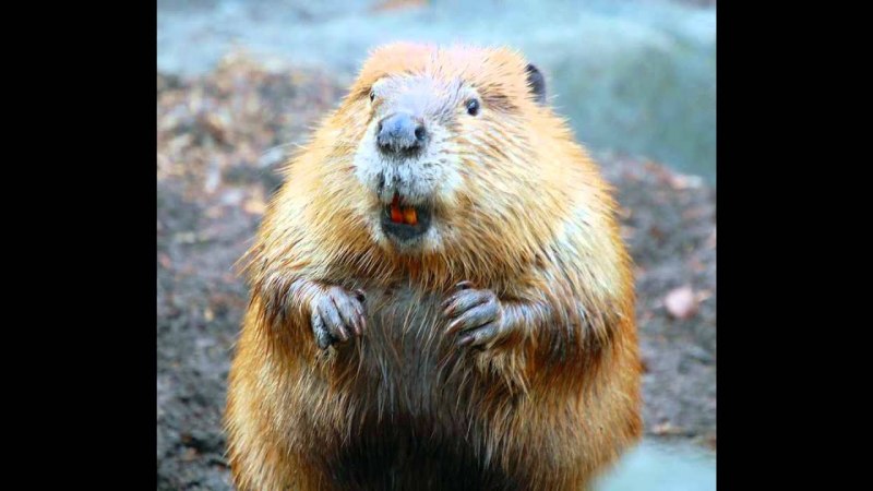 Ондатра плотина