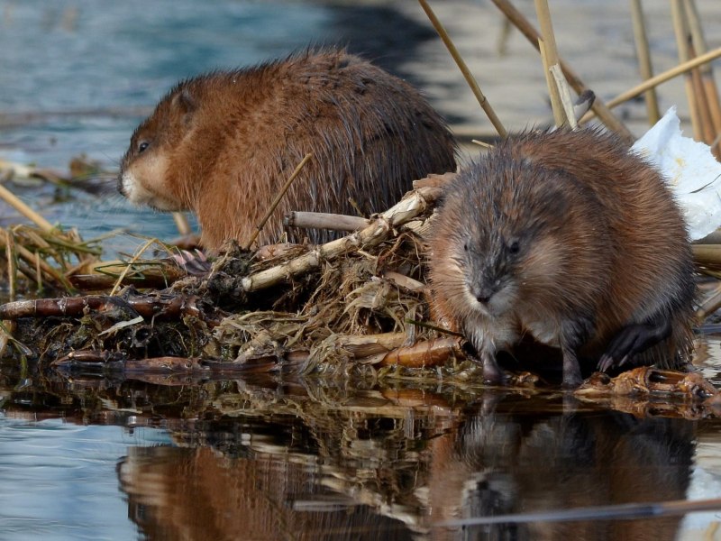 Речной Бобр