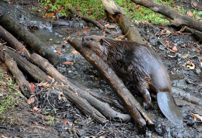 Речной Бобр плывет