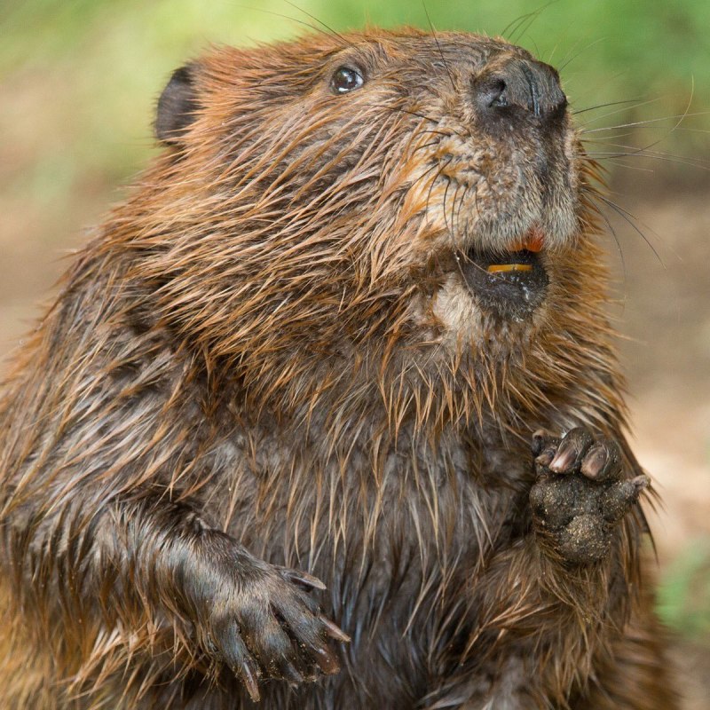 Речной Бобр плотина