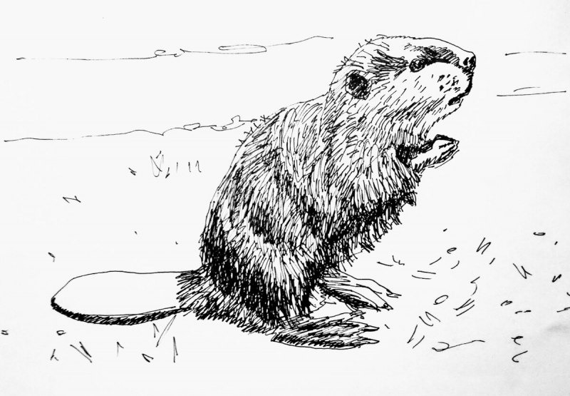 Березинский заповедник бобры