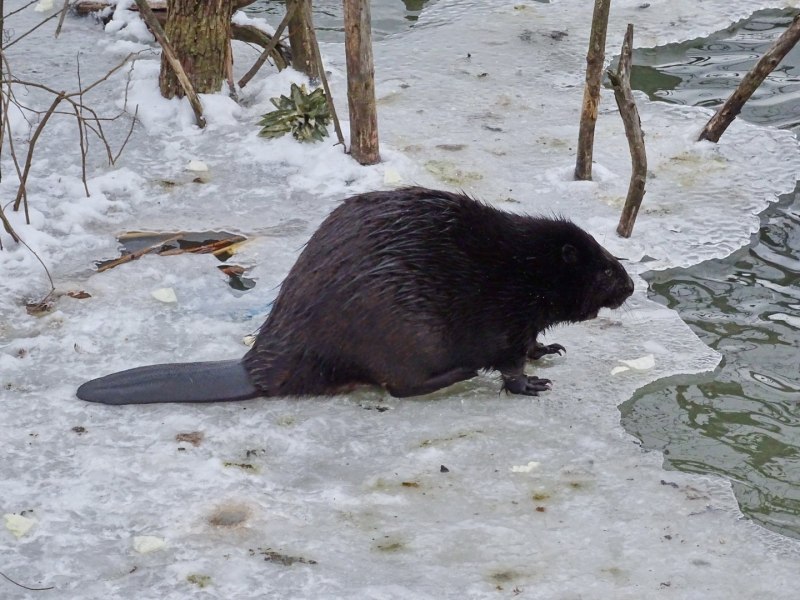 Бобер мультяшный