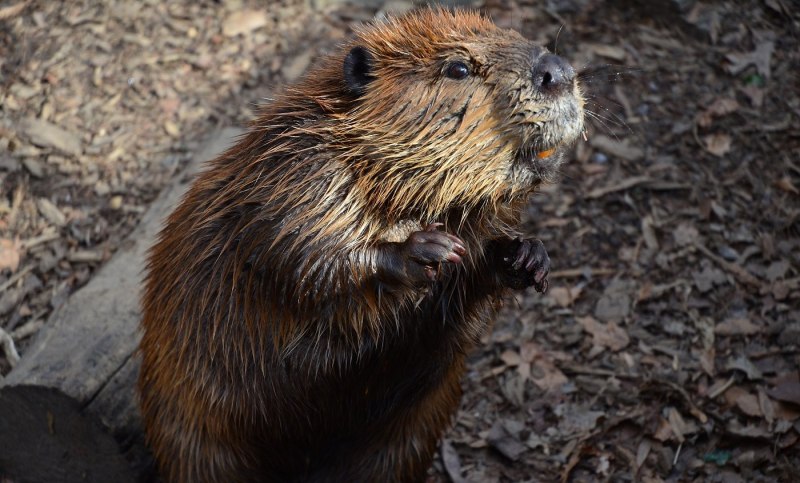 Западносибирский Речной Бор