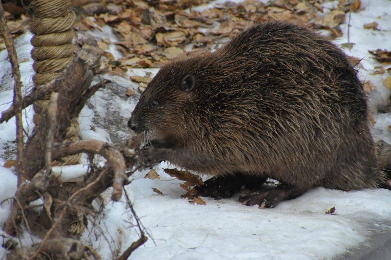 Западносибирский обыкновенный Бобр