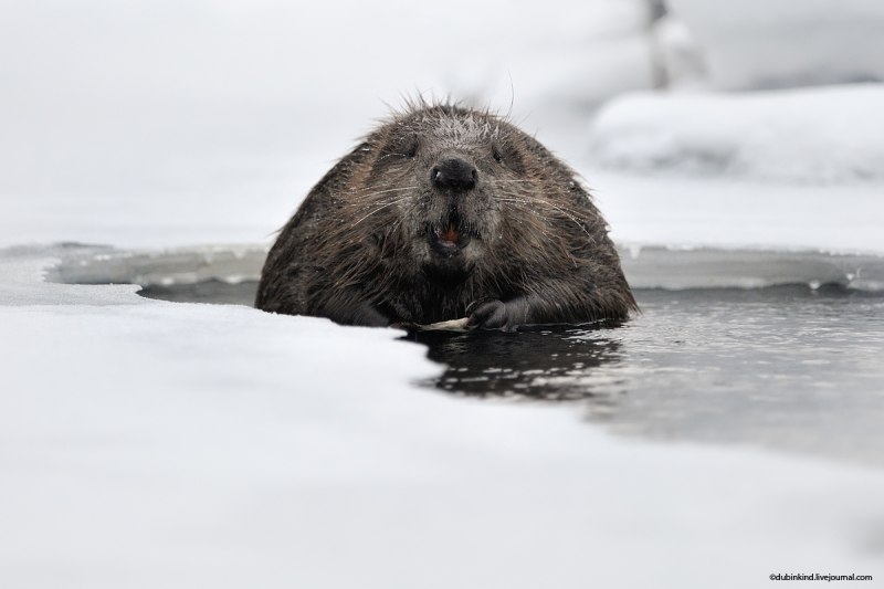 Бобр зимой