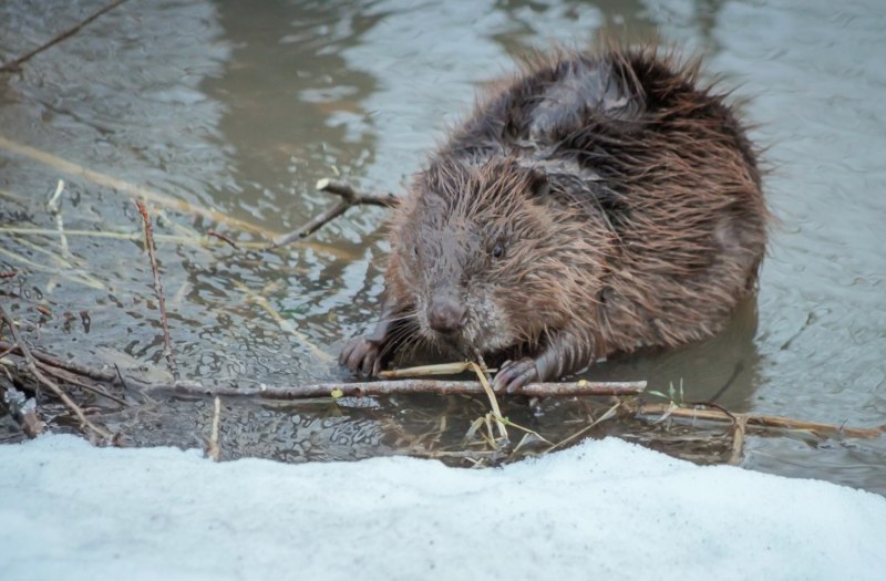 Бобр зимой