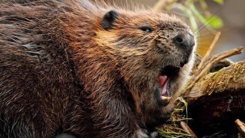 Речной Бобр зубы