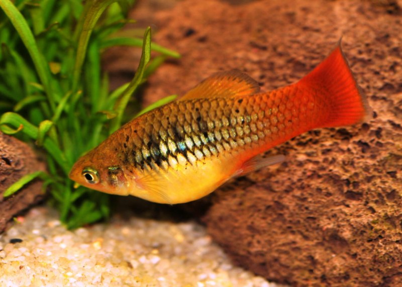 Меченосец рыбка