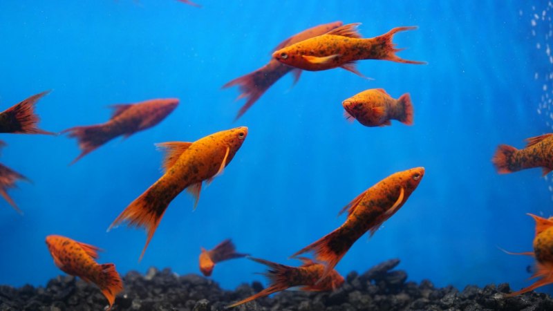 Пецилия флаговая