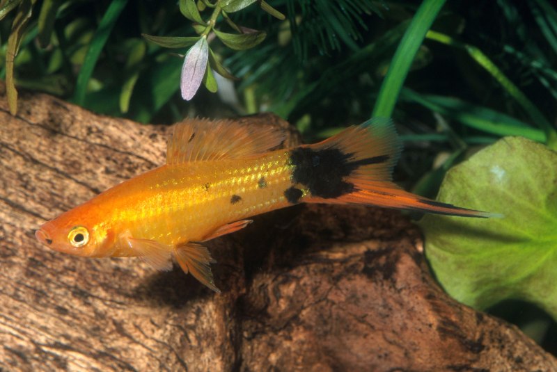 Меченосцы аквариумные рыбки
