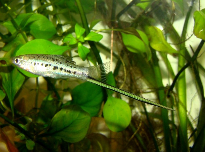 Меченосцы Монтесумы аквариумная рыбка