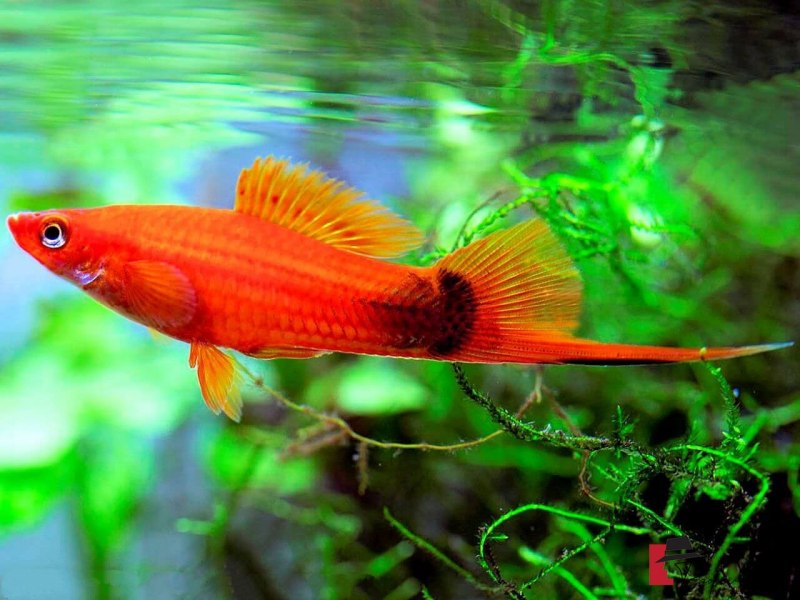 Меченосец флаговый Рубин