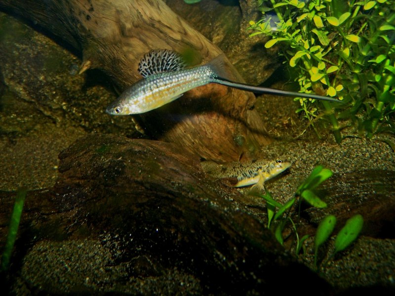 Меченосец Королевский Монтесума