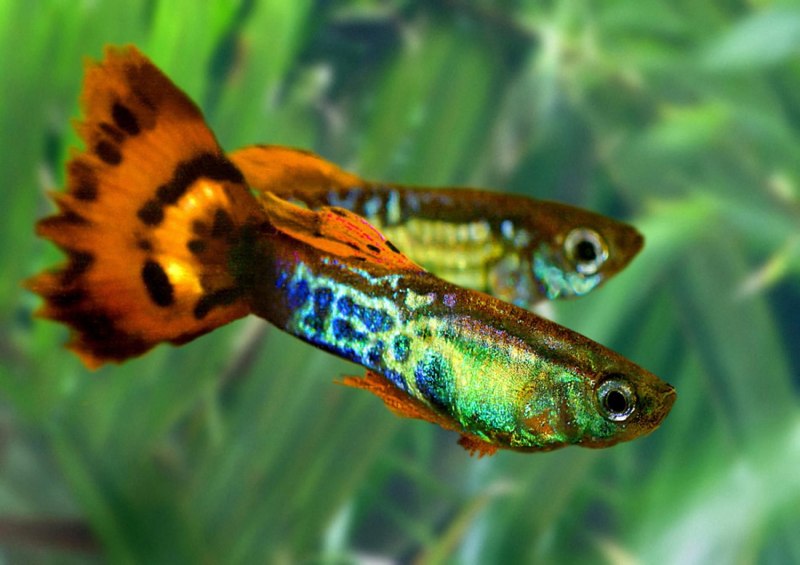 Меченосец Берлинский флаговый