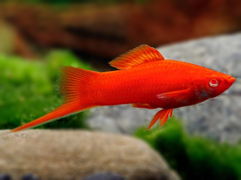 Меченосец Золотая Комета