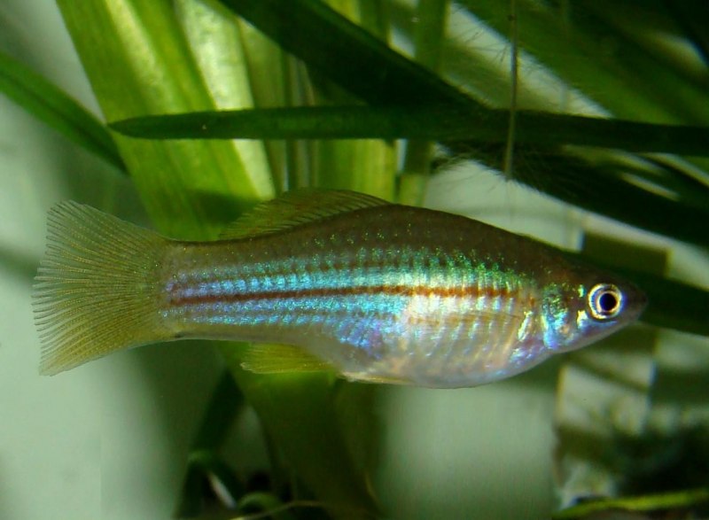 Тигровый меченосец рыбка