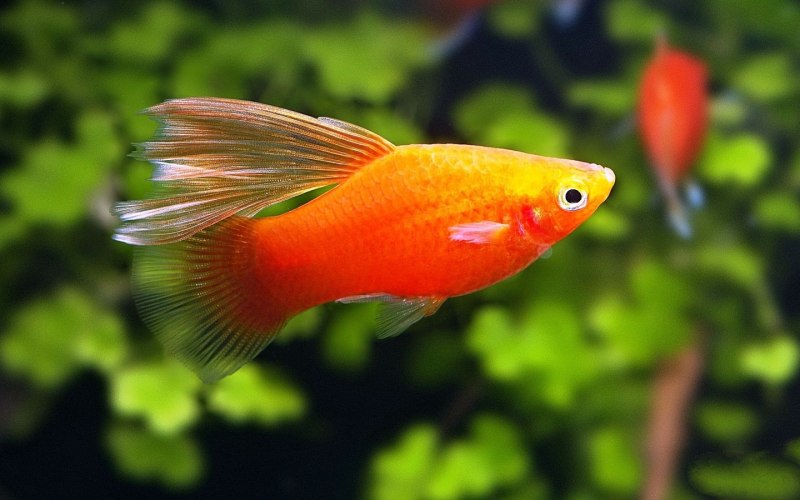 Меченосец Золотая Комета