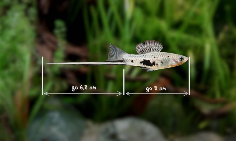 Меченосец зеленый неоновый (Xiphophorus hellerii)