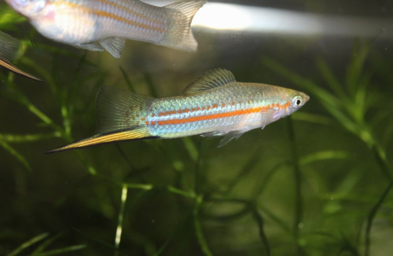 Меченосец рыбка гуппи
